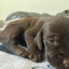ON AHUNT KENNELS - Liver male Pudelpointer puppy in Meniffee, California from On a hunt kennels