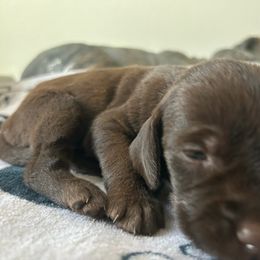 ON AHUNT KENNELS - Liver male Pudelpointer puppy in Meniffee, California from On a hunt kennels