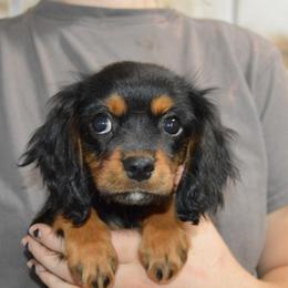 Carrie - Black and tan female Cavalier King Charles Spaniel puppy in Bowman, Georgia from Mid Lake Cavaliers