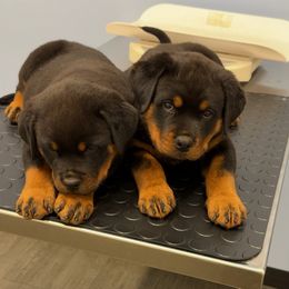 Daisy - Black and mahogany female Rottweiler puppy in Grass Valley, California from Rottweiler vom Hause Wolf