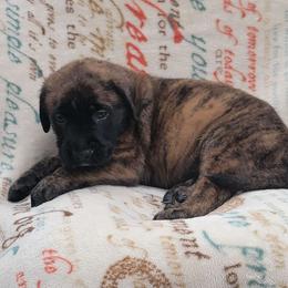 Light Blue - Brindle Mastiff puppy in Parkersburg, West Virginia from ❤️ Thompson's Family Mastiffs ❤️