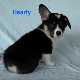 Hearty - Black and tan male Pembroke Welsh Corgi puppy in Creston, Iowa from GSF Pembroke Welsh Corgis