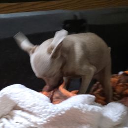 BLFM2-Light Blue - Fawn (isabella) and tan male Miniature Pinscher puppy in Middle Point, Ohio from Knisely's Min Pins-AKC