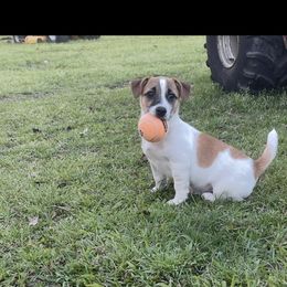 Kimber - Brown and white female Jack Russell Terrier puppy in Thibodaux, Louisiana from Kajun Jacks