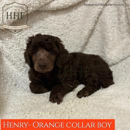 Henry - Solid Brown, Orange Collar Boy - Brown male Poodle puppy in Charlo, Montana from Heavenly Hilltop Farm