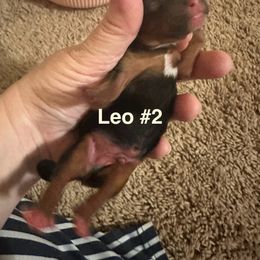 Boy 2 - male Yorkshire Terrier puppy in Riverview, Florida from Luna's Treasures