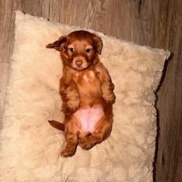 Teddy - Chocolate female Dachshund puppy in Plantation, Florida from Lovelaced Pups