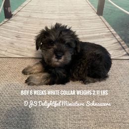 Boy 2 - Black Miniature Schnauzer puppy in New Bern, North Carolina from DJS Delightful Miniature Schnauzers