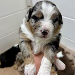 Kanteen - Blue merle female Aussiedoodle puppy in Heber City, Utah from Junipersdoodles