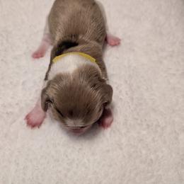 Dachshund Puppies from Hot Diggity Dachshunds
