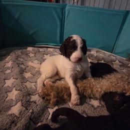 Domino -brown color - Brown and white male Bernedoodle puppy in Aurora, Colorado from Simply Amazing Doodles
