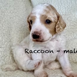 Raccoon - dark blue collar - Parti male Poodle puppy in Peyton, Colorado from Fuzzybottoms Ranch LLC