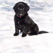 Border Collie, Golden Retriever, and Sporty Mix Puppies from Kreger's K9s