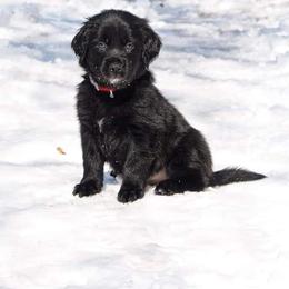 Border Collie, Golden Retriever, and Sporty Mix Puppies from Kreger's K9s