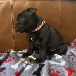 French Bulldog and Staffordshire Bull Terrier Puppies from Sincerity