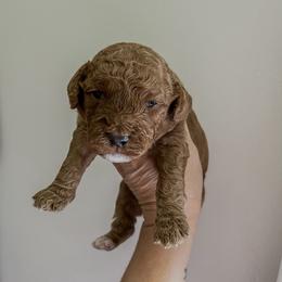 Boy 2 - Red  male Goldendoodle puppy in Hopkins County, Texas from Boutique Doodles