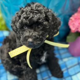 Cumin - male Cavapoochon puppy in North Lawrence, Ohio from Liberty Pups