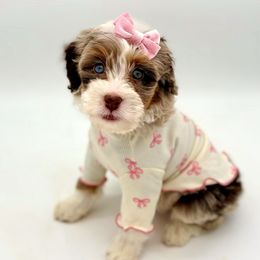 Rose - Merle Bernedoodle puppy in Munster, Indiana from Miranda’s Sunshine Poodles and Doodles