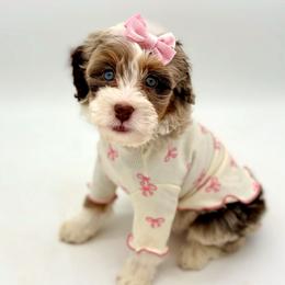 Rose - Merle Bernedoodle puppy in Munster, Indiana from Miranda’s Sunshine Poodles and Doodles