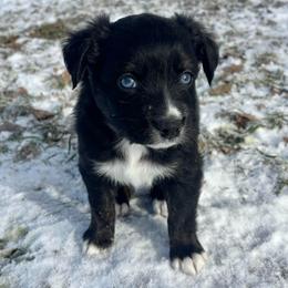 Tecova - Black tri-color female Aussiedoodle puppy in Clara City, Minnesota from Good Shepherd Aussiedoodles