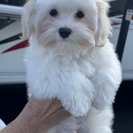 Havanese and Poodle Puppies from Lone Tree Havanese
