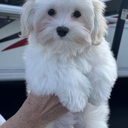 Havanese and Poodle Puppies from Lone Tree Havanese