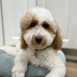 Sally - Goldendoodle