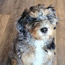 Happy - Blue merle Bernedoodle puppy in Glenford, Ohio from Mi-De Doodles