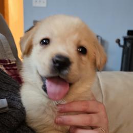 Girl 1 - Yellow female Labrador Retriever puppy in Lowell, Michigan from Ganderwood English Labradors