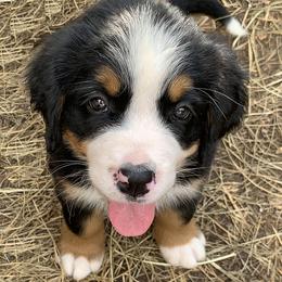 Girl 2 - female Bernese Mountain Dog puppy in Ferrum, Virginia from Joan's Bernese Mountain Dogs
