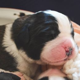 Saint Bernard Puppies from Atkinson Saint Bernards