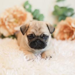 Teddy - Fawn male Pug puppy in Placerville, California from Gold Leaf Farm Pugs