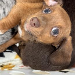 Clementine - Dapple female Dachshund puppy in Dike, Texas from Texas Blessed Dachshunds