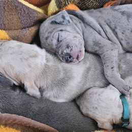 Great Dane Puppies from Harrison Danes