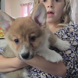 Bear - Sable male Pembroke Welsh Corgi puppy in Nunica, Michigan from Crockery Creek Corgis