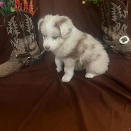 Waylon - Red merle male Miniature Australian Shepherd puppy in Florence, Arizona from Triangle H Ranch Aussies