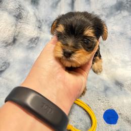 Koda - Black and gold male Morkie puppy in Winston Salem, North Carolina from Bandy Morkies