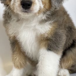 "Luna" Aussiedoodle and Labradoodle Puppies from McDoodles of Texas