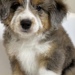 "Luna" Aussiedoodle and Labradoodle Puppies from McDoodles of Texas