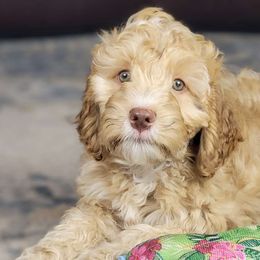Purple - Apricot Australian Labradoodle puppy in Webster, Florida from Pemberley House Australian Labradoodles