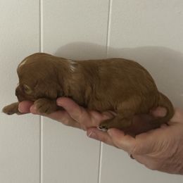 Shaggy - Ruby male Cavalier King Charles Spaniel puppy in Solon, Ohio from Rosie’s Pups