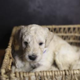 Colt - Cream male Goldendoodle puppy in Seffner, Florida from Gold Diamond Pup