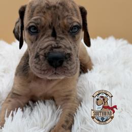 King Zog - Merle male Great Dane puppy in White City, Kansas from Southwind Great Danes