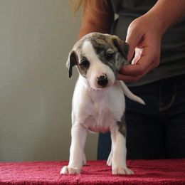 Whippet Puppies from Solidago