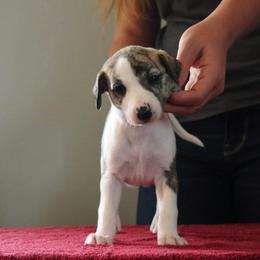 Whippet Puppies from Solidago