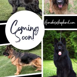 German Shepherd puppies from Home Base Shepherd