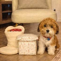 Bernedoodle, Cavapoo, Havanese, and Havapoo Puppies from Lady Paws Puppies - Cassie