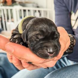 Skelly (Skeleton- Lime Green) - Pepper and salt male Giant Schnauzer puppy in Harrisville, Utah from Diamond in the Ruff