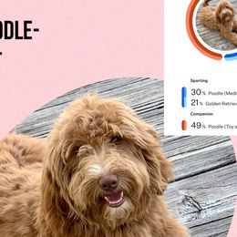 Goldendoodles from Allen’s Country Doodles