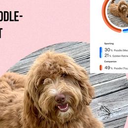 Goldendoodles from Allen’s Country Doodles